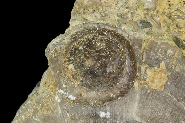 Edrioasteroid On Brachiopod Shell - Ontario #110536